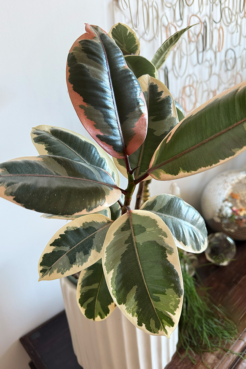 Potted Variegated Ruby Rubber tree