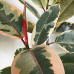 Variegated Ruby Rubber plant - colorful leaves
