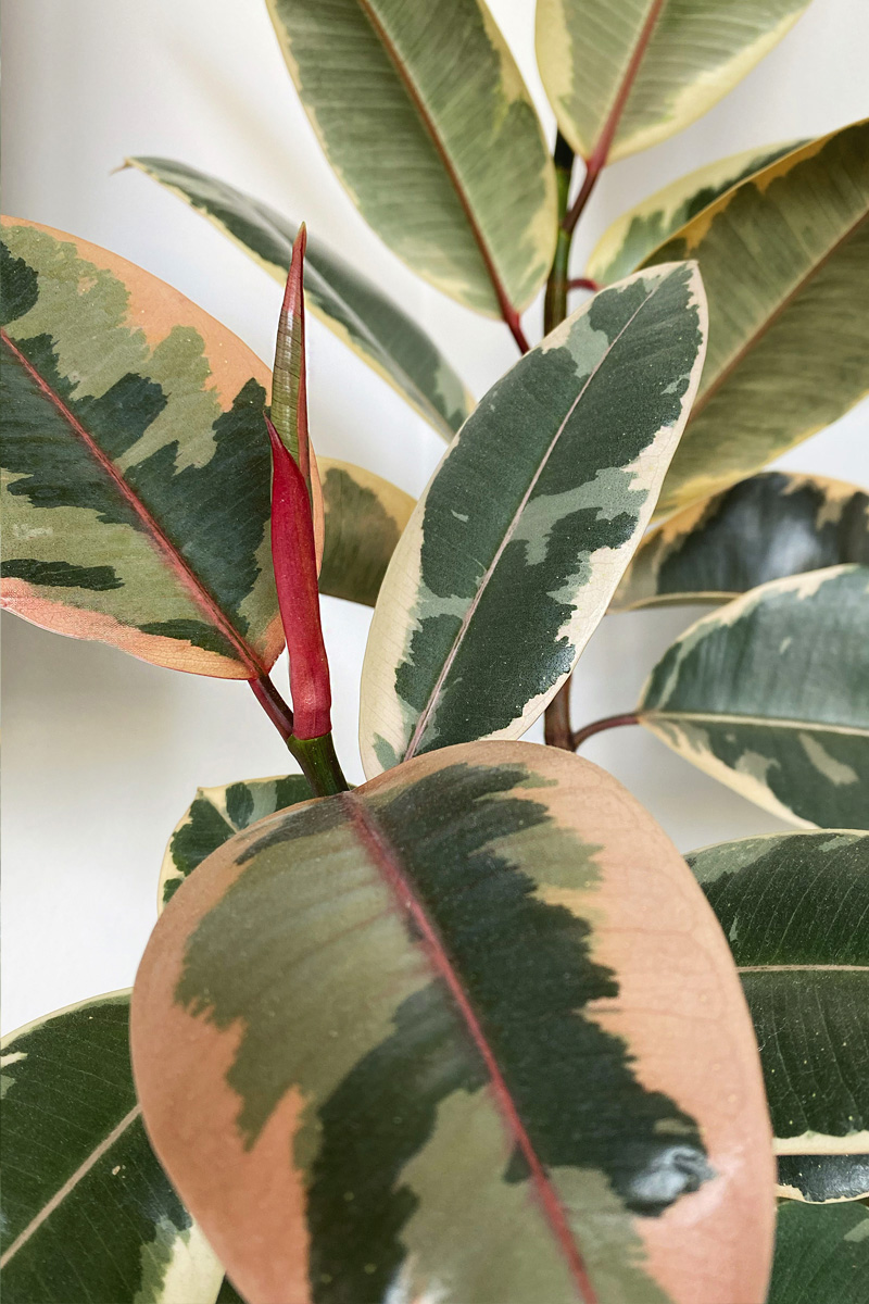 Bright red sheath Variegated Ruby Rubber plant 