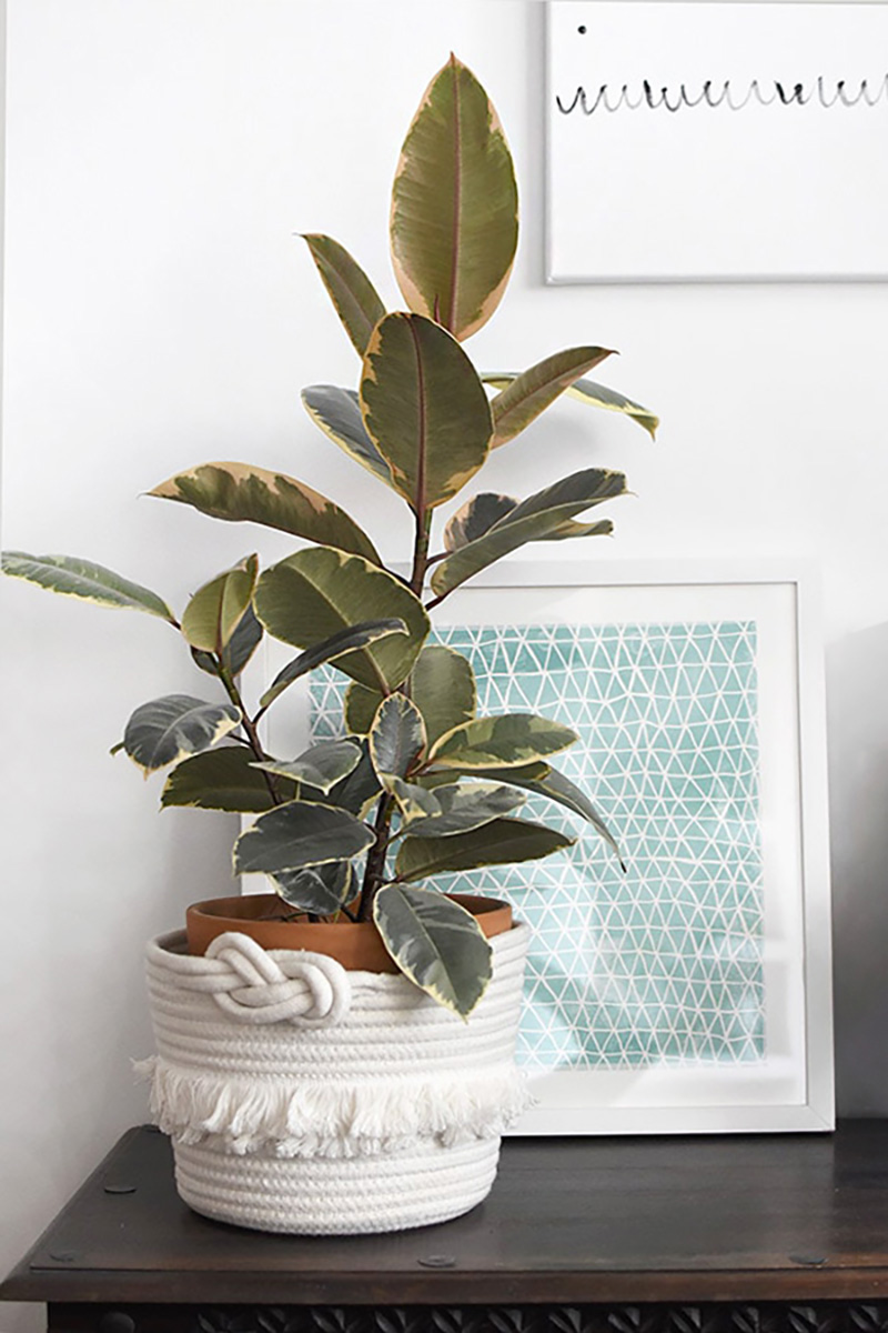 Variegated Ruby Rubber plant in cloth pot