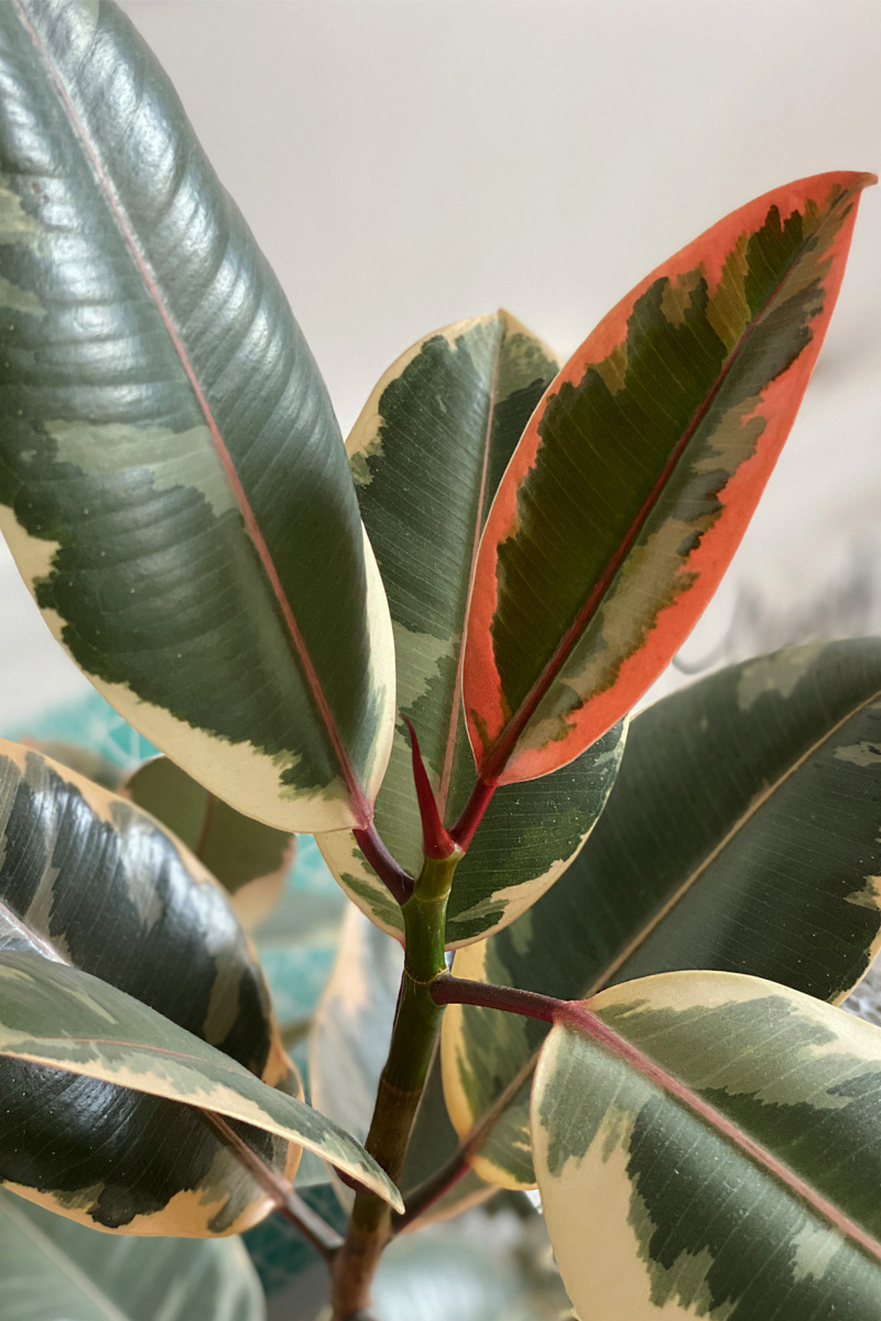 Rare Variegated Ruby Rubber tree red leaf