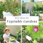 Best Ideas for Vegetable Gardens