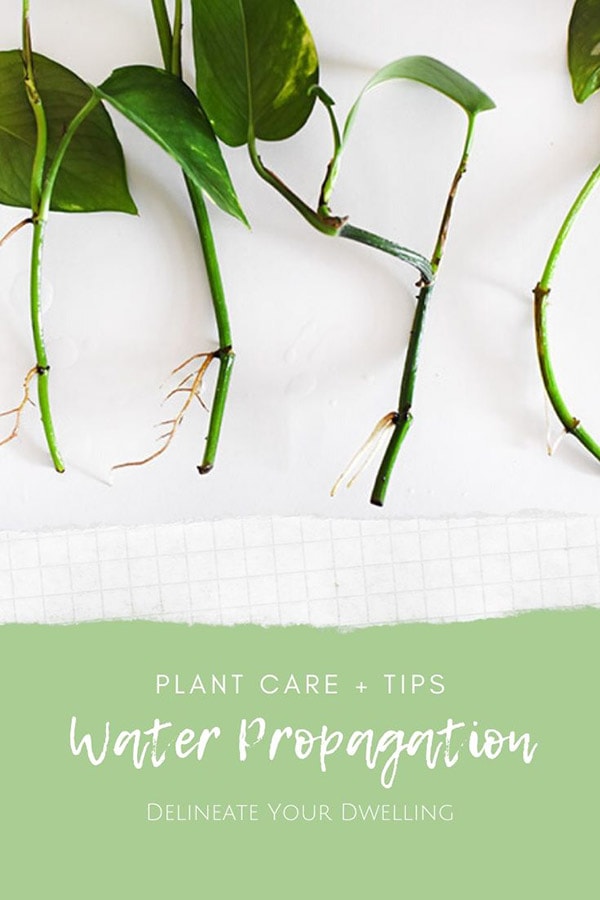 Water Propagation : Pothos Roots