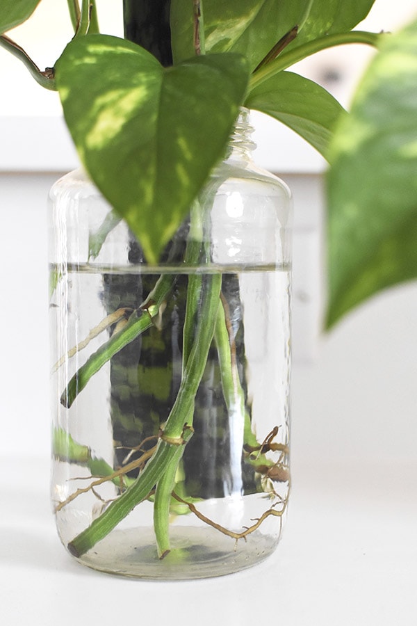 Water Propagation in a vase