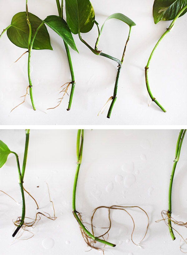 Pothos Water Propogation