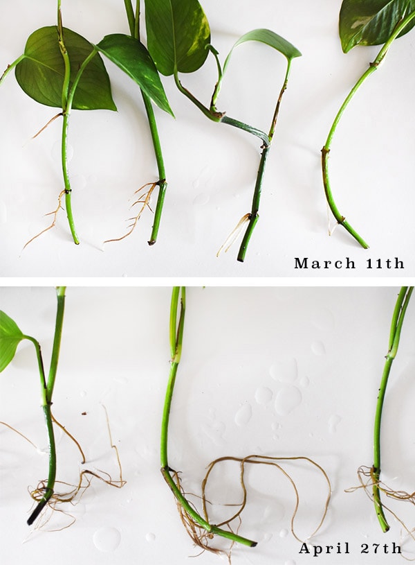 Water Propagation Pothos roots