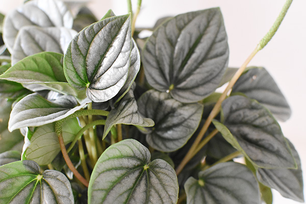 Peperomia Silver Frost leaf