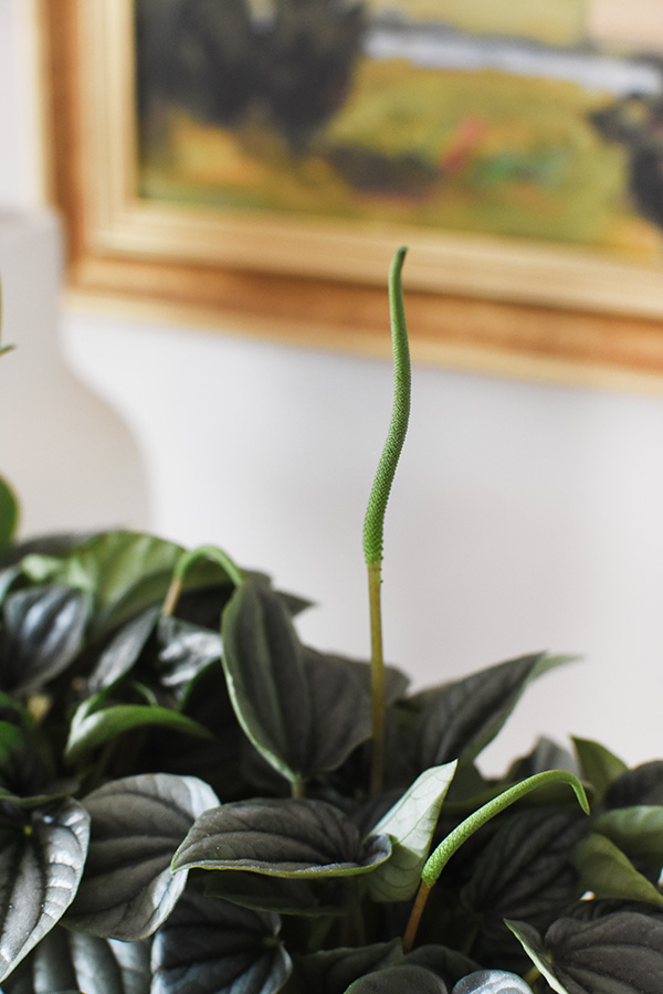 Peperomia Frost Flower spike