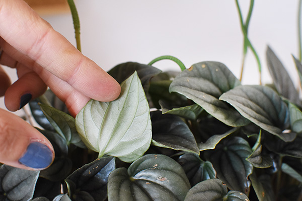 Peperomia Silver Frost leaf