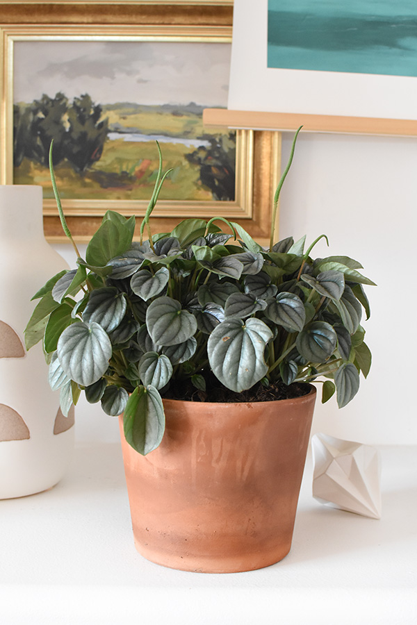Peperomia Silver Frost Plant 