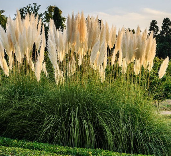 White Feather Pampas Grass