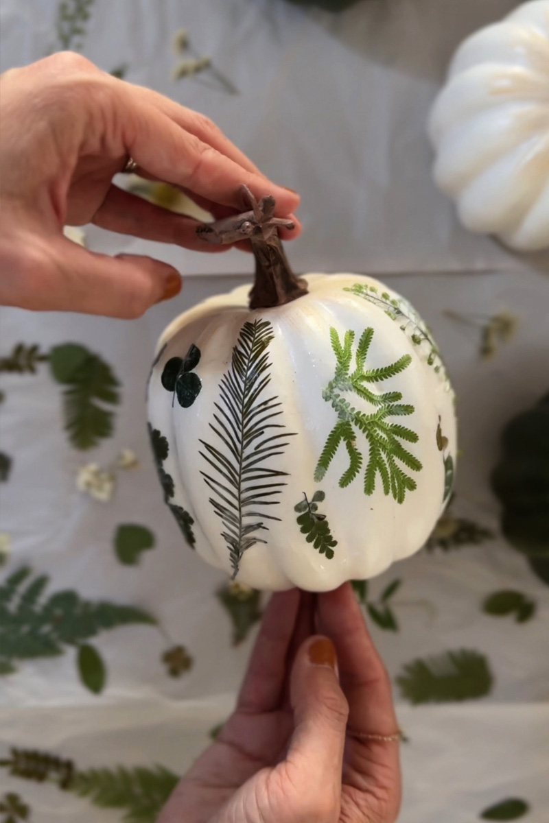 White pumpkin with pressed leaves