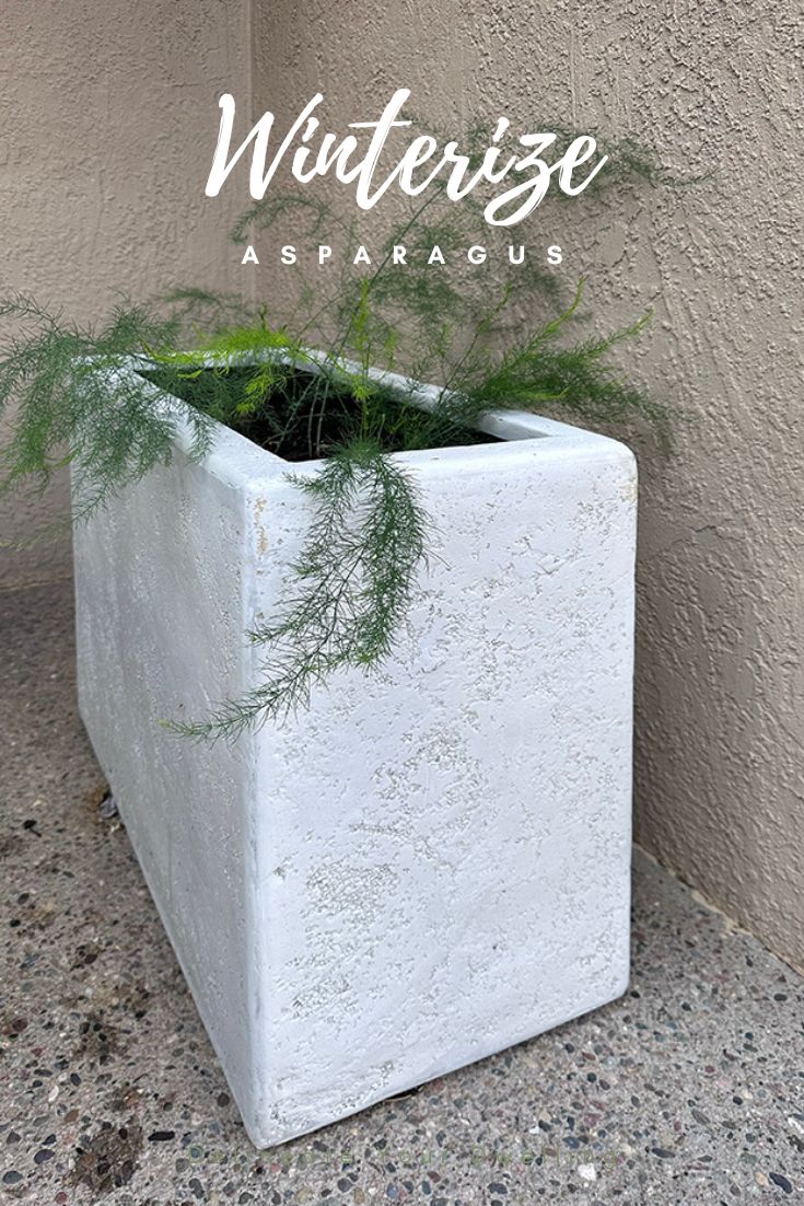 Winterize Asparagus Plant in White pot