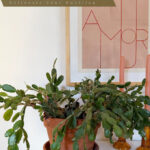 Winterize Christmas Cactus