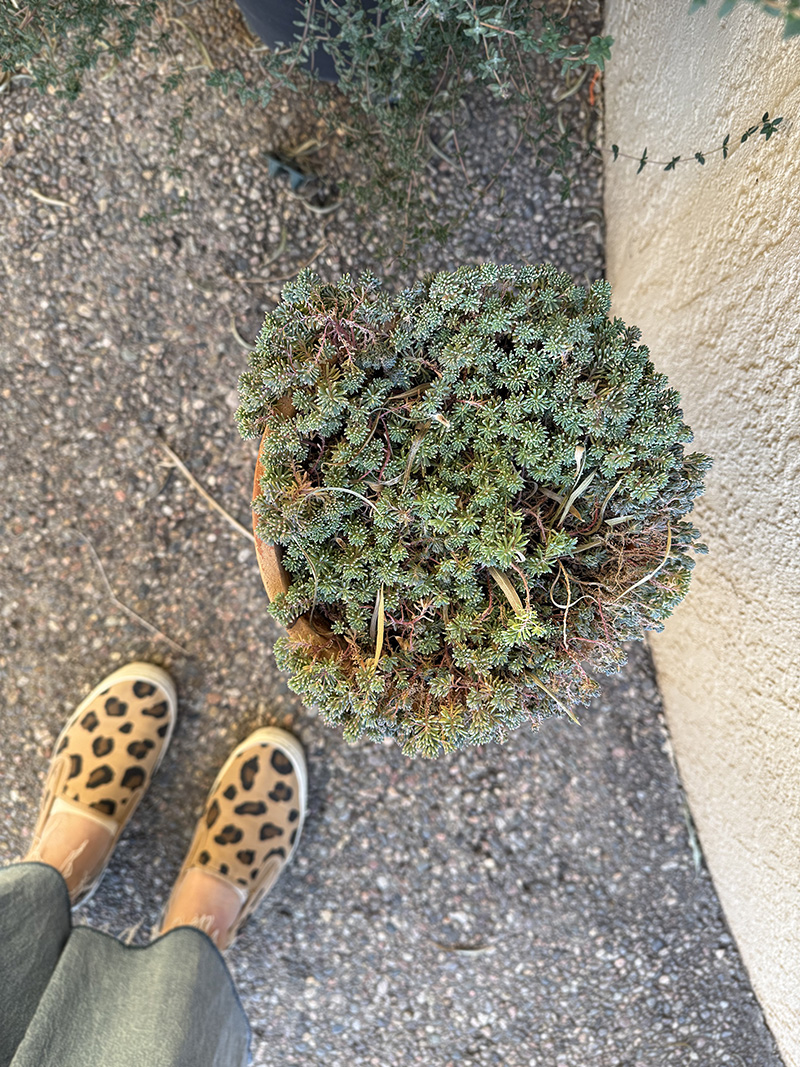 Succulents in terra cotta pot outside
