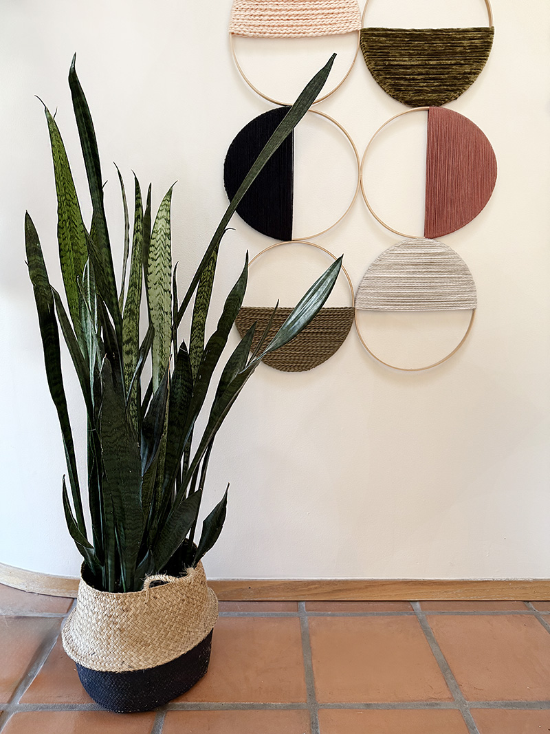 Potted Snake Plant
