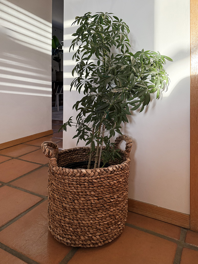 Dwarf Umbrella plant in woven basket