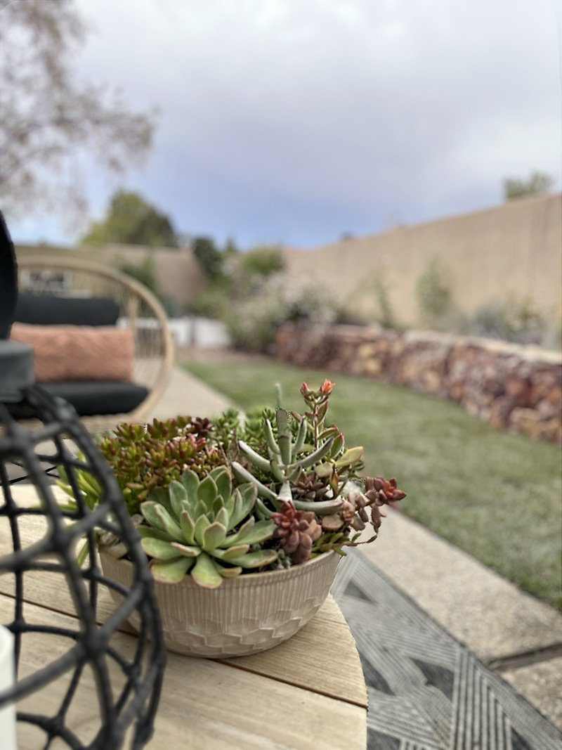 Potted Succulents