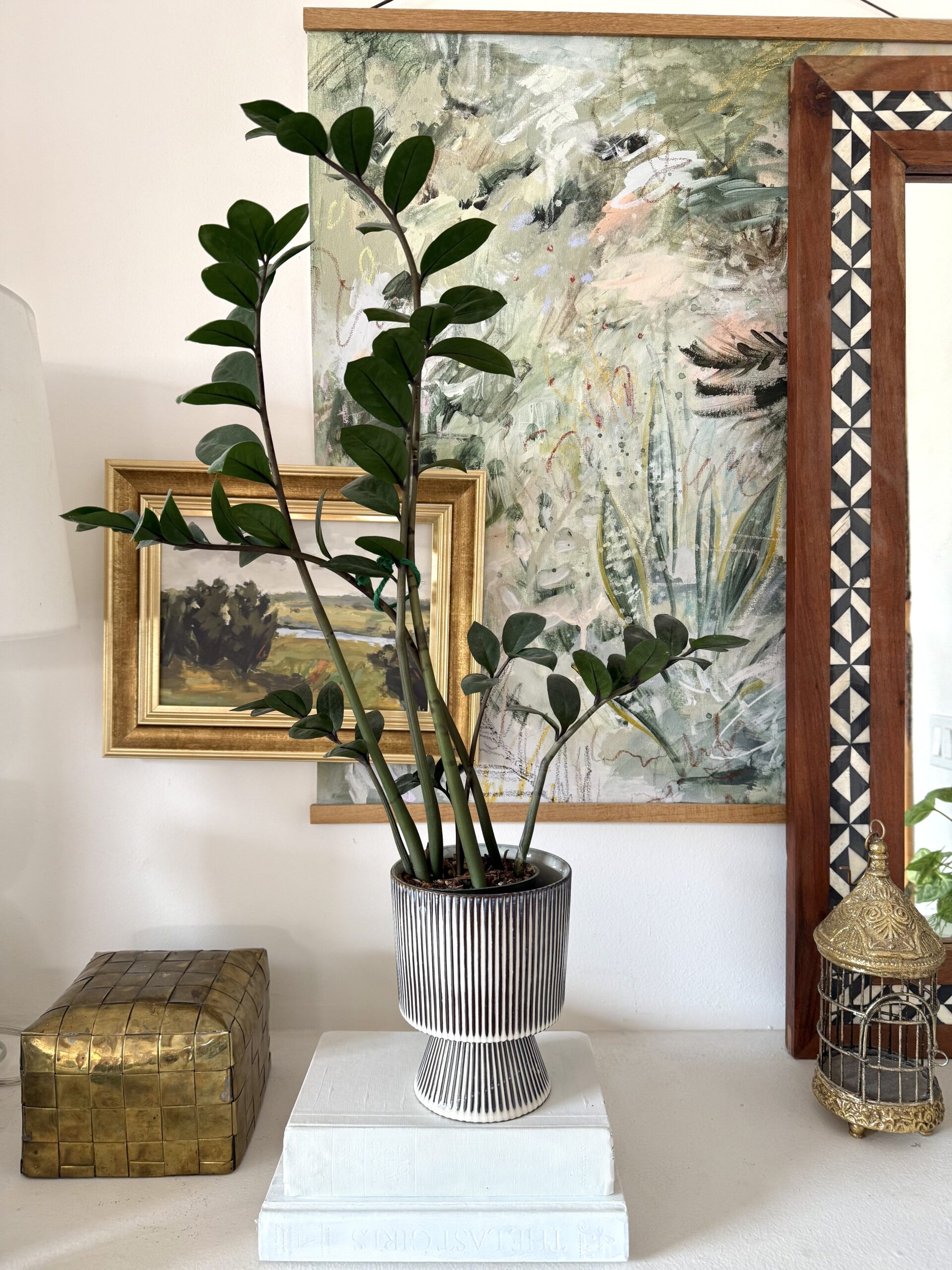 Black Raven ZZ Plant