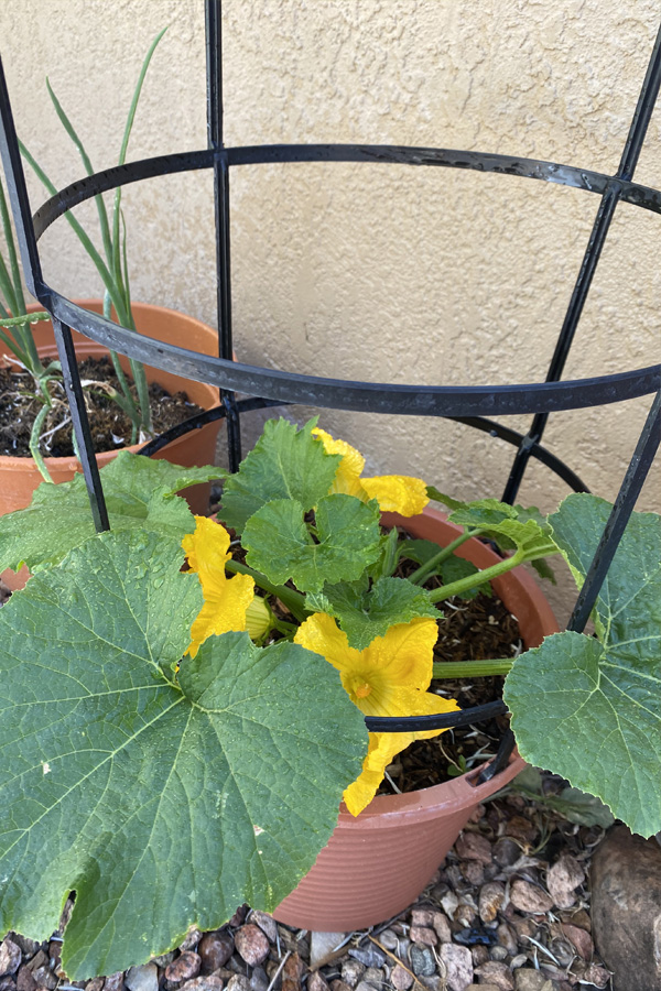 Growing Zucchini plant in caged pot