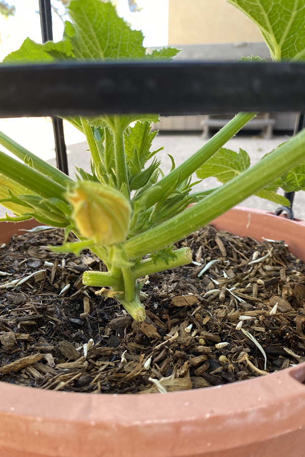 Zucchini Plant In Pot Plant Ideas