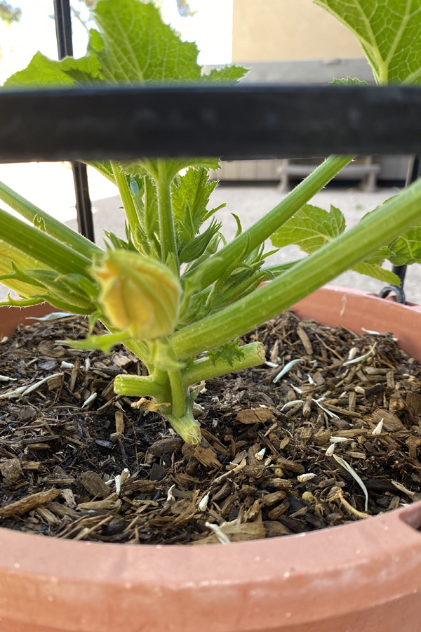 Zucchini in caged pot