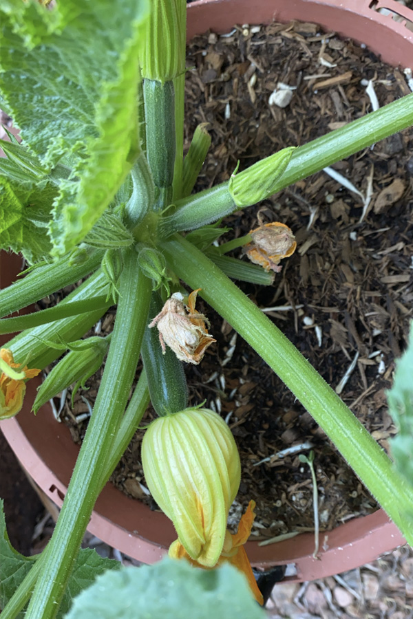 Zucchini plant in caged pot