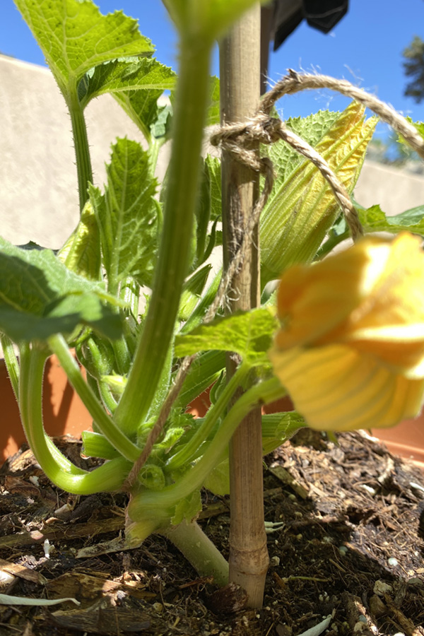 Staked Zucchini plant