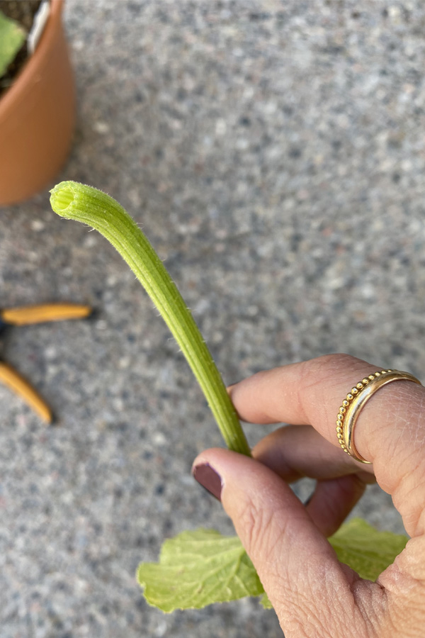 Hollow Zucchini leaf
