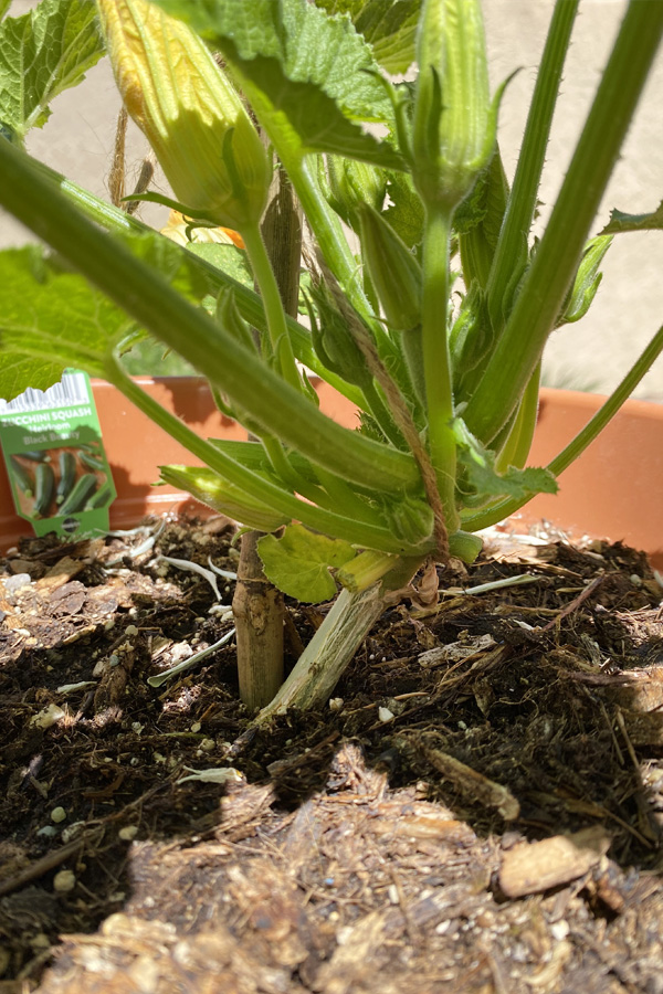 Staked Zucchini plant in pot