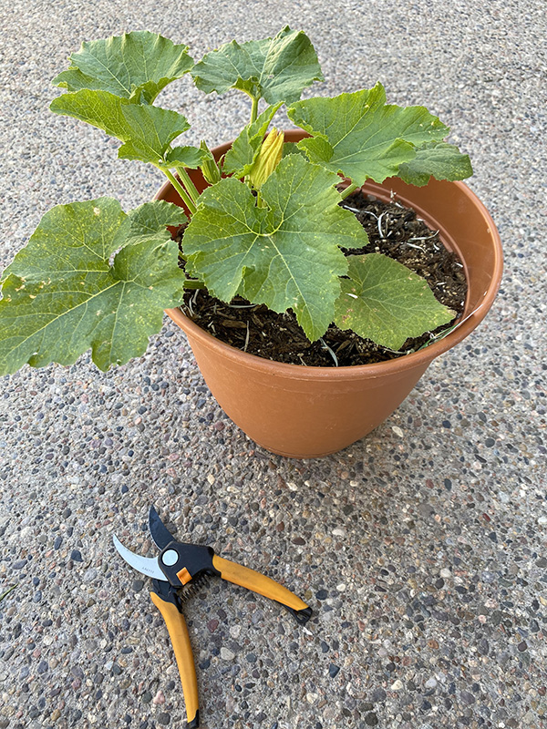 Zucchini plant in pot