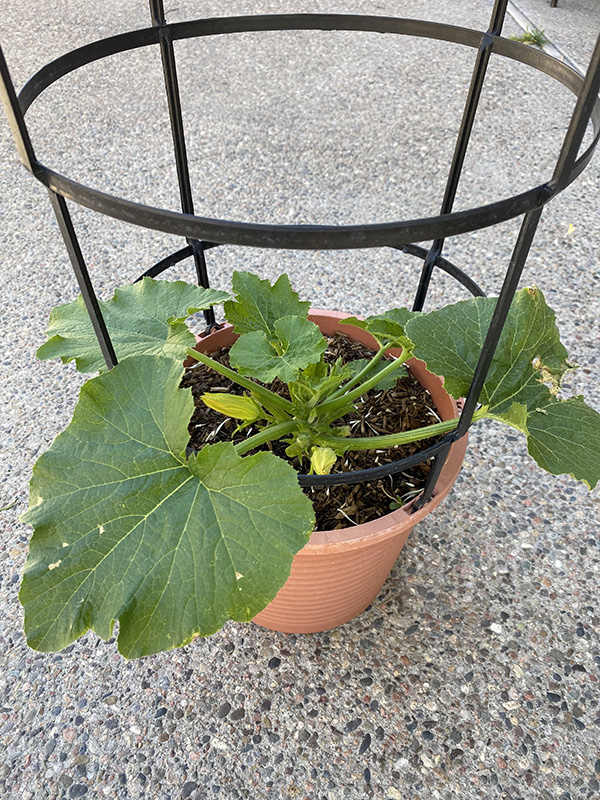 Zucchini cage