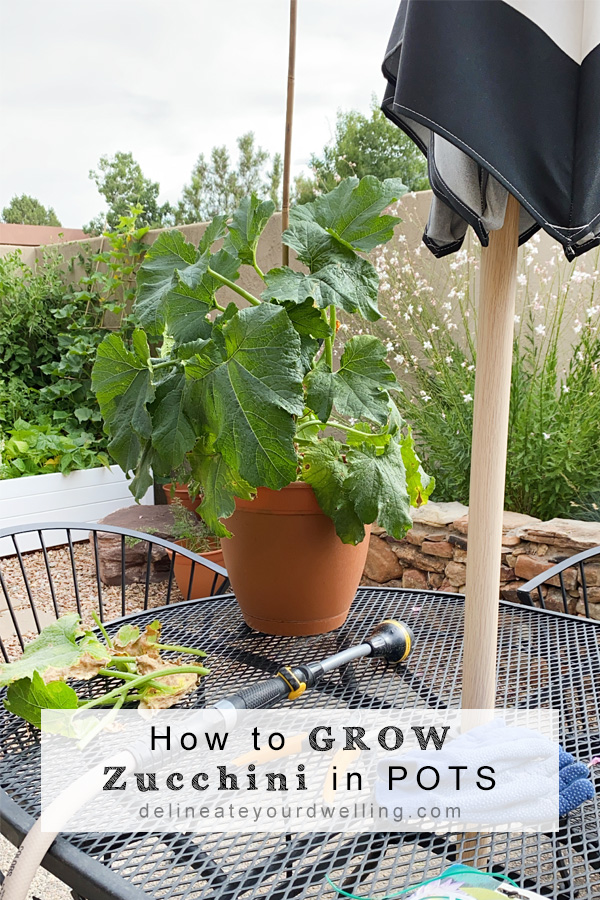 Growing Zucchini plants in staked pots