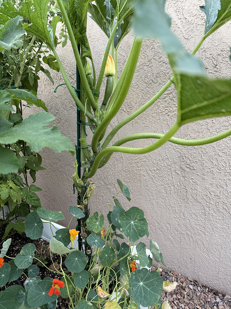 Growing zucchini vertically