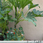 Zucchini tree - growing tall healthy