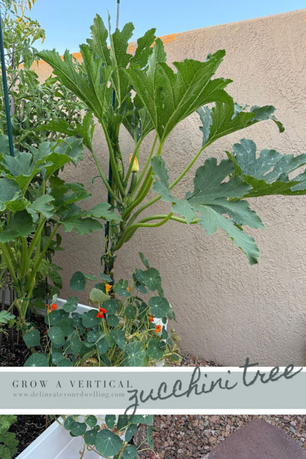 Zucchini tree - growing tall healthy