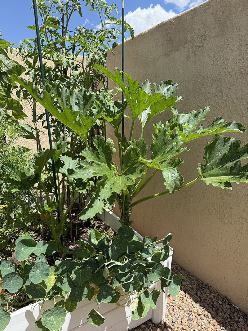 Healthy zucchini plant in raised bed