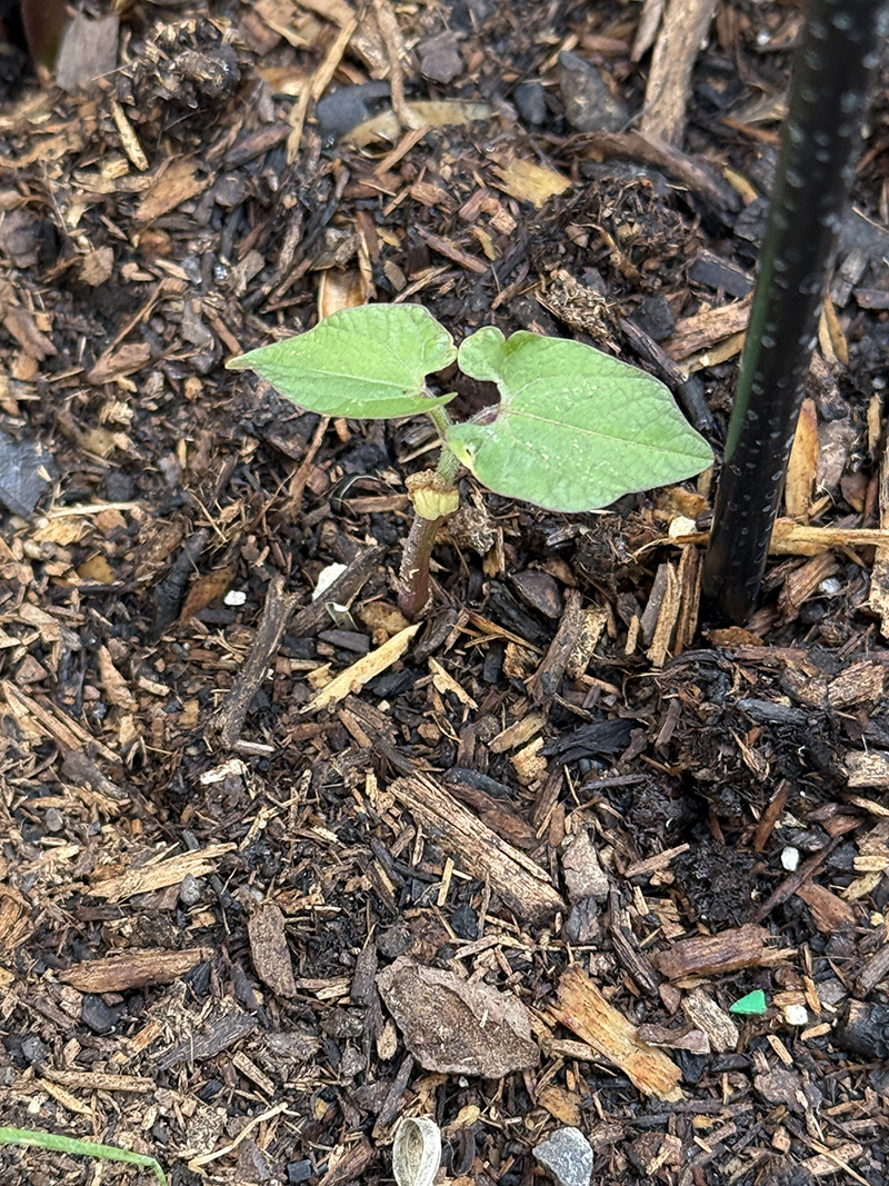 Baby zucchini seedling