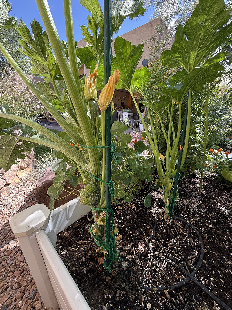 Train zucchini plants to grow vertically up stakes in ground