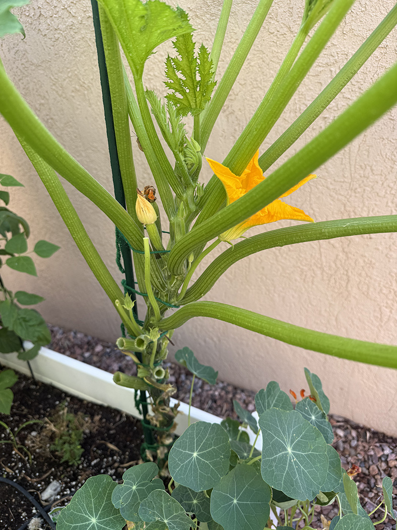 Prune off lower zucchini leaves from main stalk
