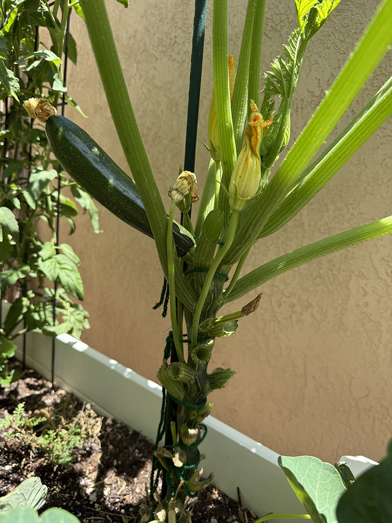 Zucchini to harvest on a main stalk