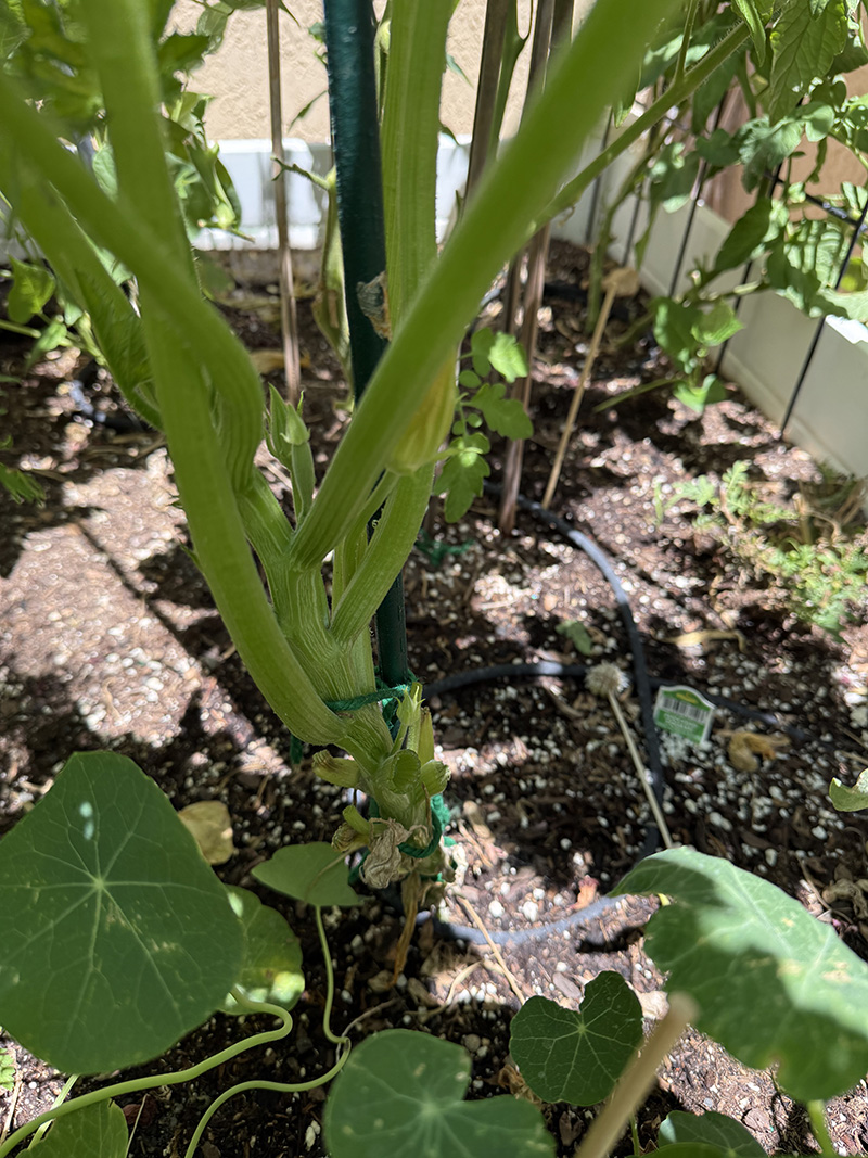 Use garden twine to secure zucchini plant to vertical post