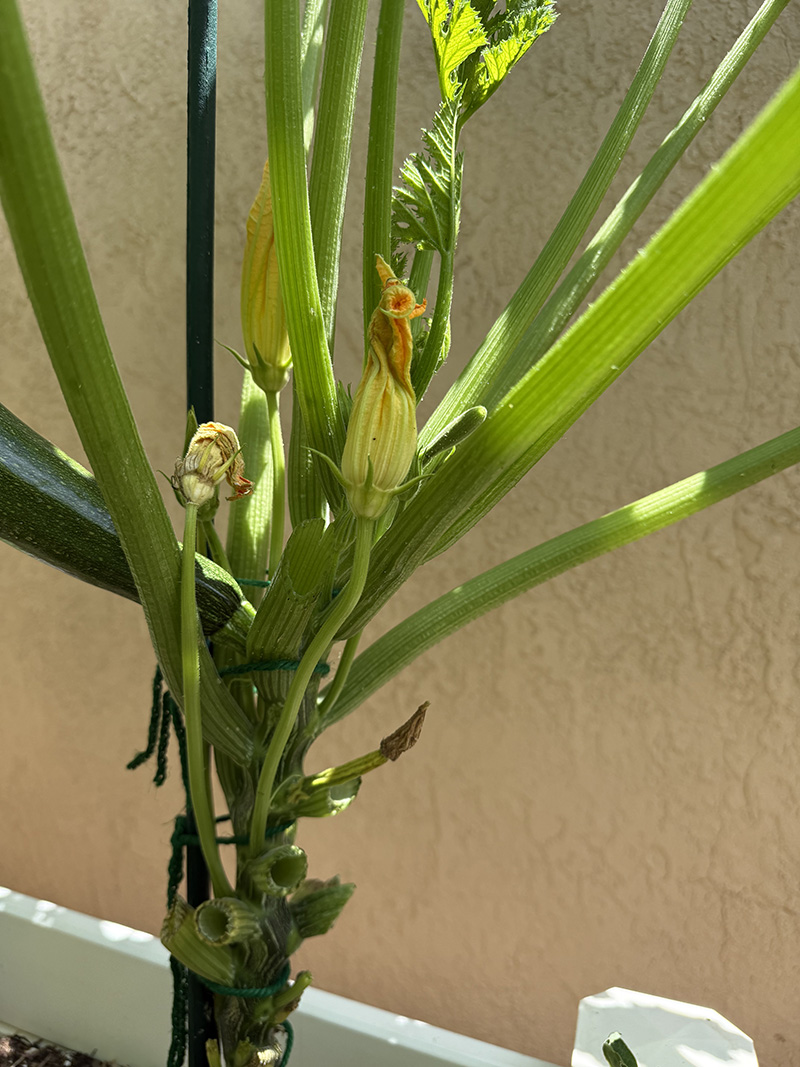 Zucchini blossom on a vertical zucchini tree