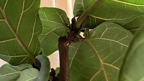 Cutting back Fiddle Leaf Figs - Delineate Your Dwelling