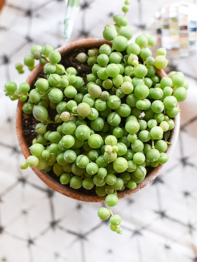 String of Pearls  care tips